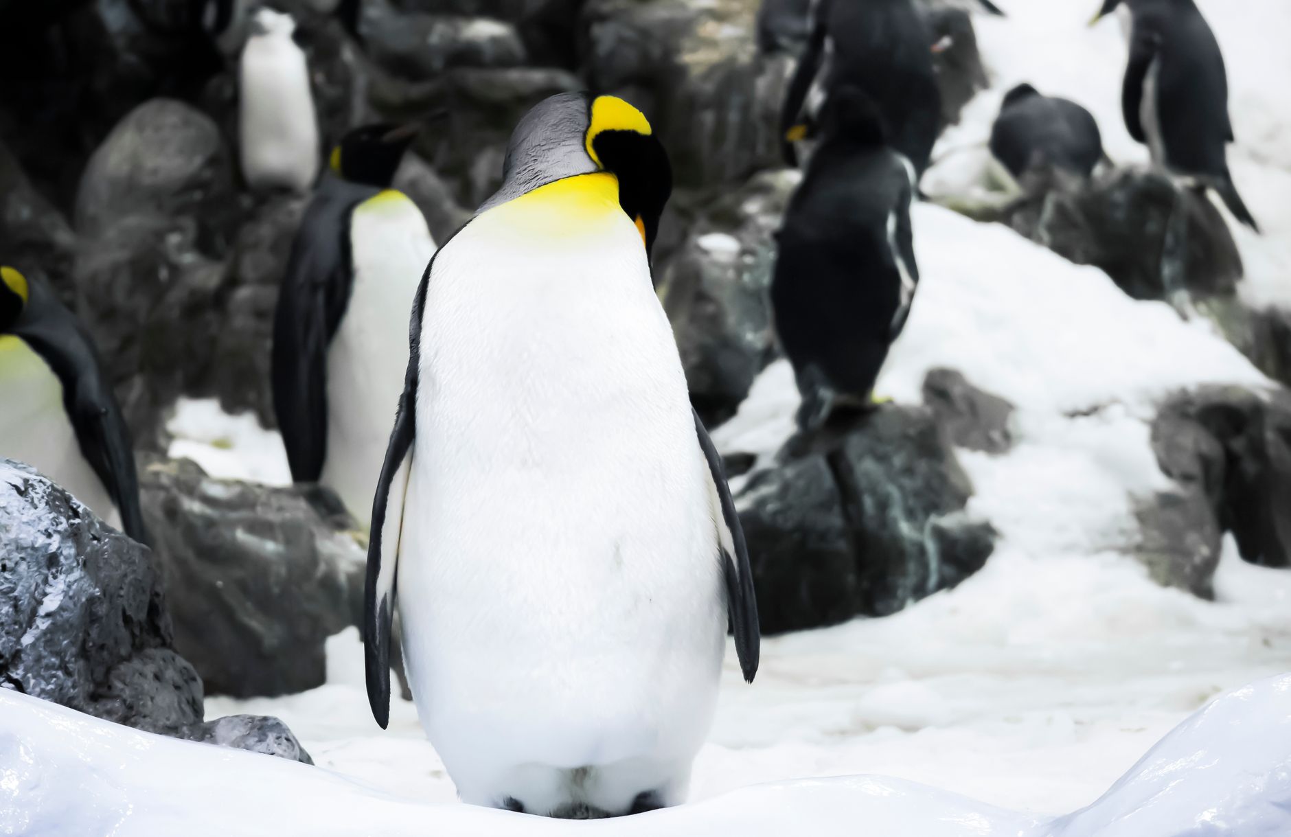 Pudgy Penguins price surge