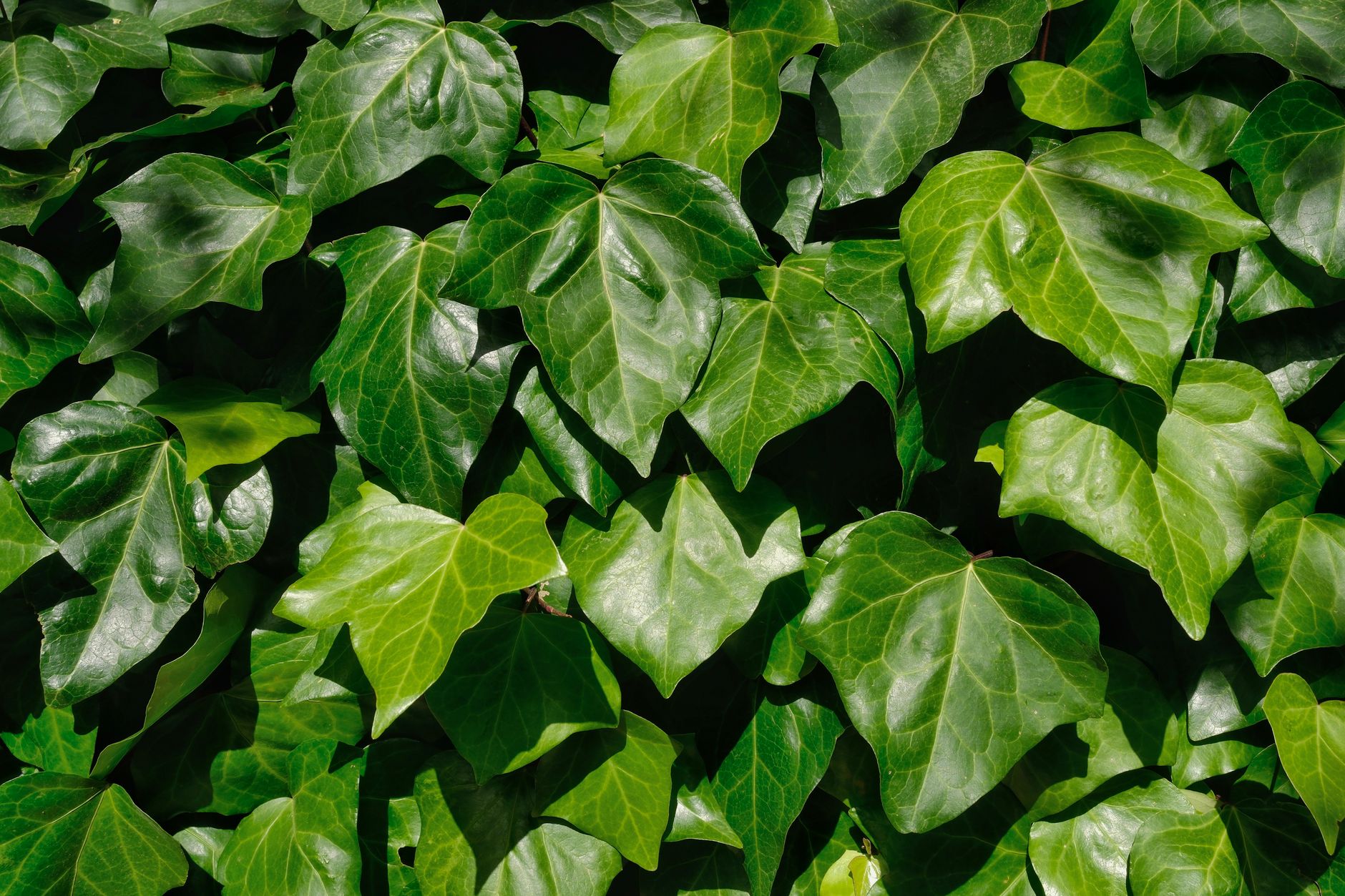 FCNR(B) interest hedges
